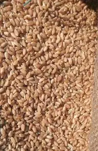 Wheat