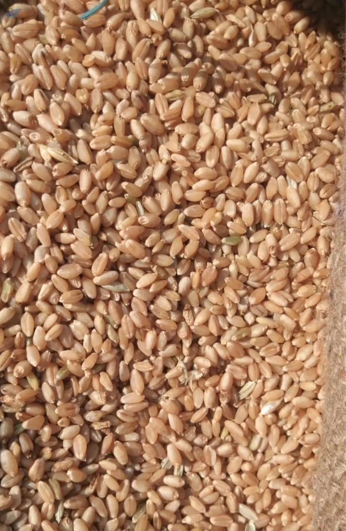 Wheat
