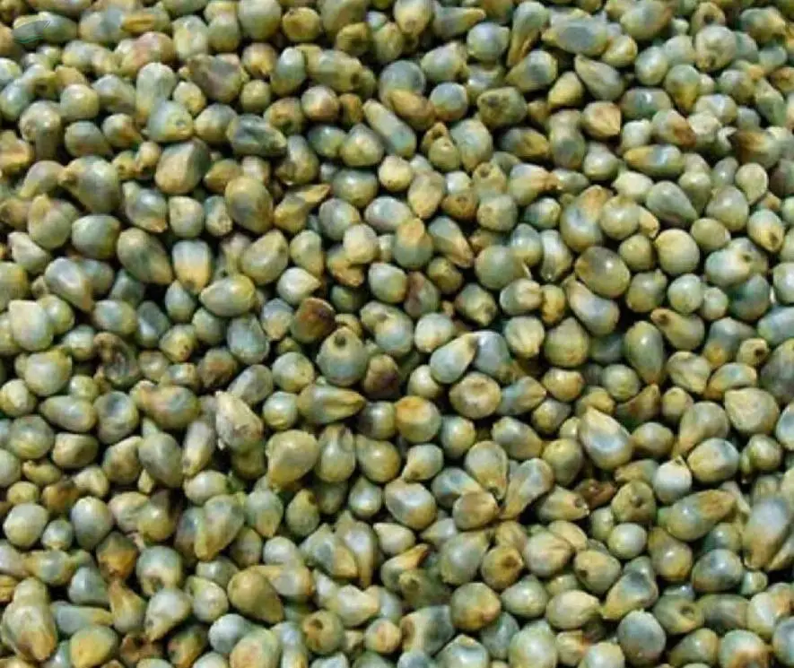 Green Millet ( Bajra)