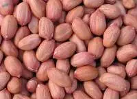 Ground-Nut / Peanuts
