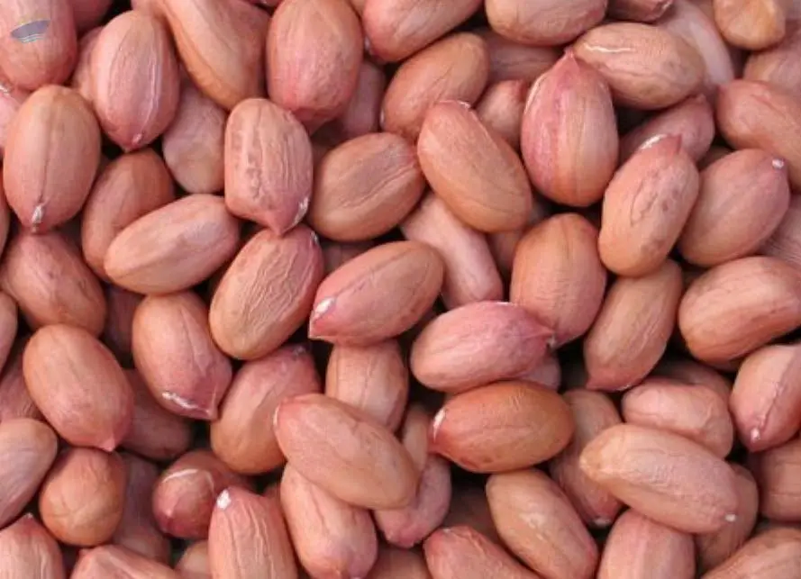Ground-Nut / Peanuts