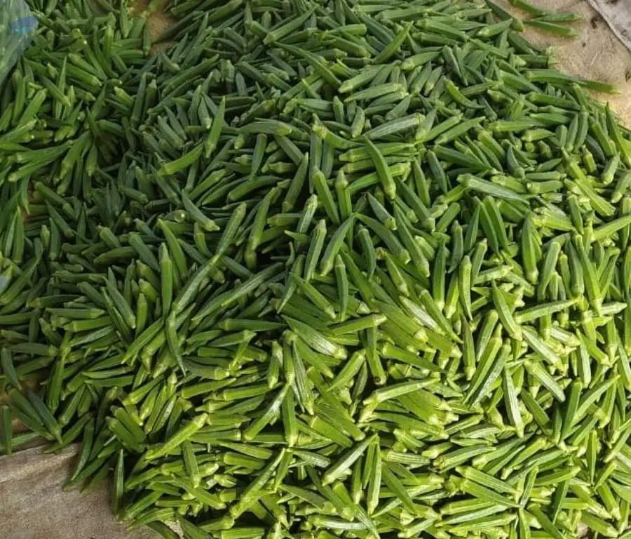 Okra/Lady Finger
