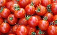Tomatoes