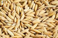 Paddy Seeds
