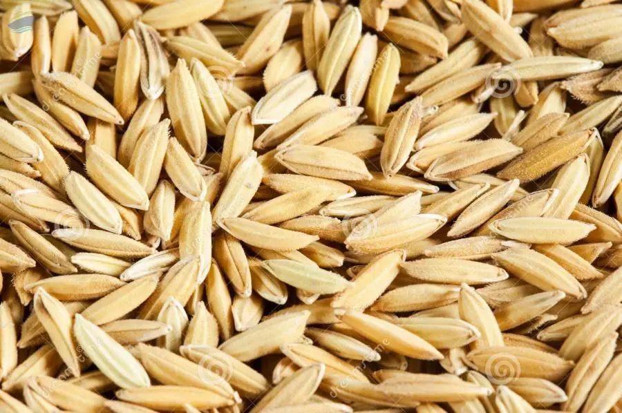 Paddy Seeds