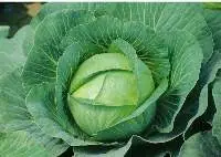 Cabbage