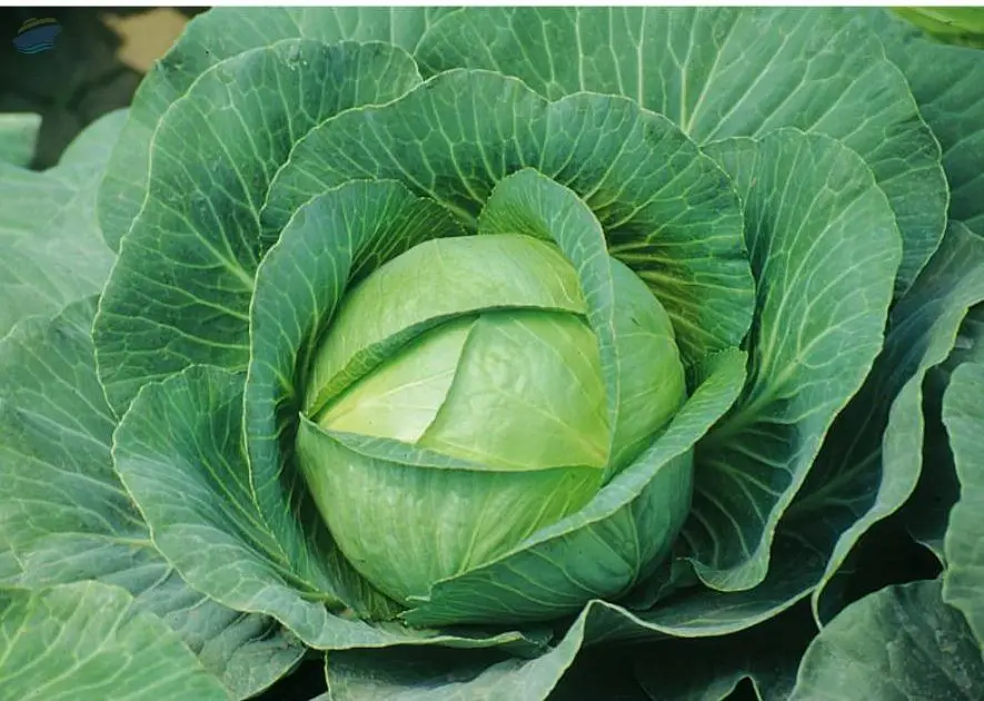 Cabbage