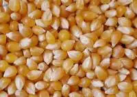Maize