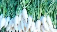 Radish