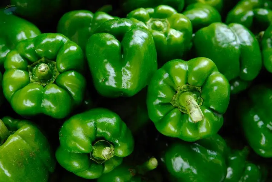 Green Capsicum
