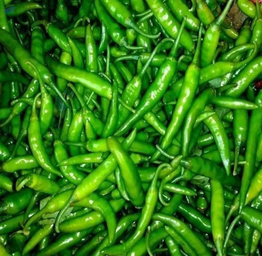 Green Chilies