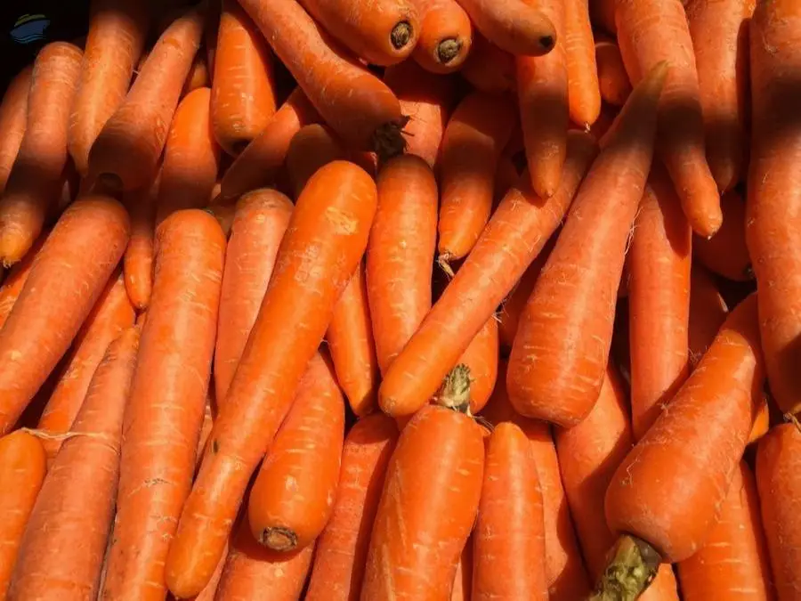 Carrot
