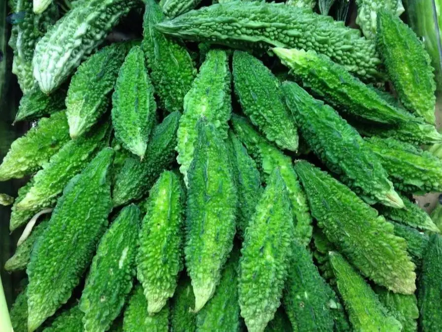 Bitter Gourd