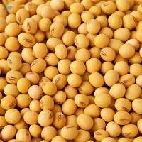Soybean