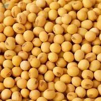 Soybean