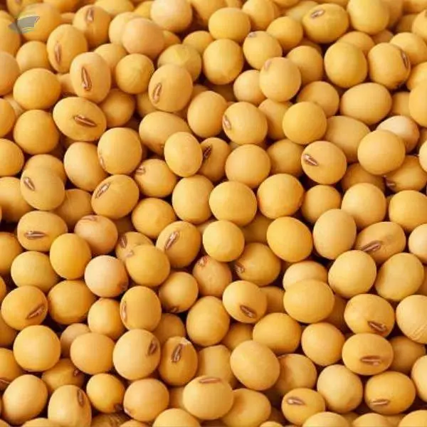 Soybean