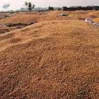 Yellow Maize
