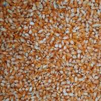 Corn Local