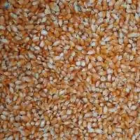 Corn Local