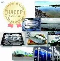 PT. Tarakan Fiserindo Sipatuo - Frozen Milkfish