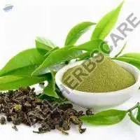 Green Tea Extract