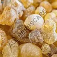 Boswellia Extract