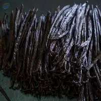 Vanilla Beans Planifolia