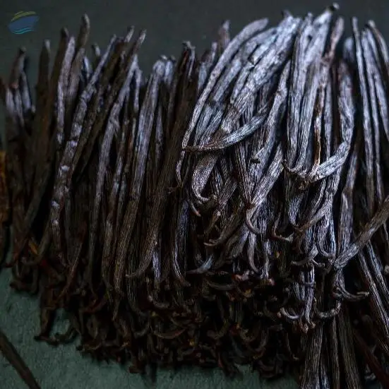 Vanilla Beans Planifolia