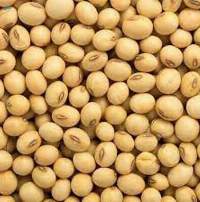 Soybean