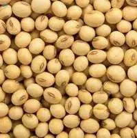 Soybean