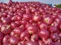 Onion