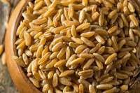 Wheat