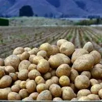 Potato