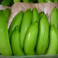 Cavendish Banana