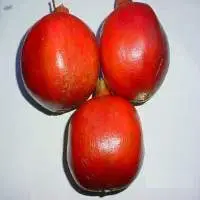 Indian Fresh Pomegranates
