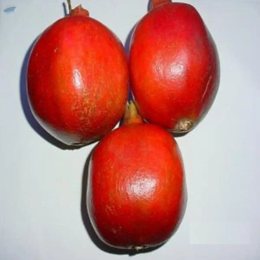 Indian Fresh Pomegranates