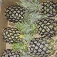 Fresh Pine Apple