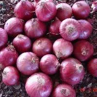 Fresh Onion