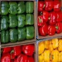 Capsicum