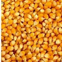 Yellow Maize