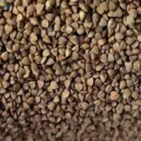Indian Buckwheat