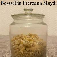 Frankincense - Boswellia Frereana Maydi