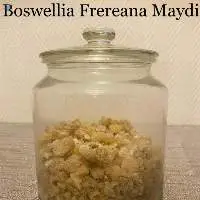 Frankincense - Boswellia Frereana Maydi