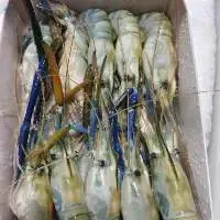 Shrimps