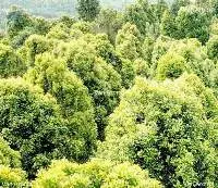 Clove Leaf Oil Rectified 85% (CL-185)