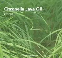 Citronella Java Oil (CT-001) Van Aroma