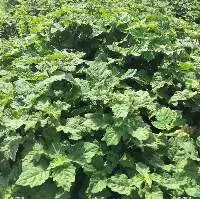 Patchouli Oil Sulawesi M.D. Min 30 PA (PL-303)