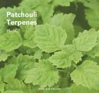 Patchouli Terpenes (PL-501) Van Aroma