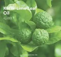 Kaffir Lime Leaf Oil (KL-001) Van Aroma