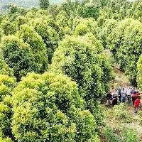 Clove Leaf Oil Crude 73% (CL-173)